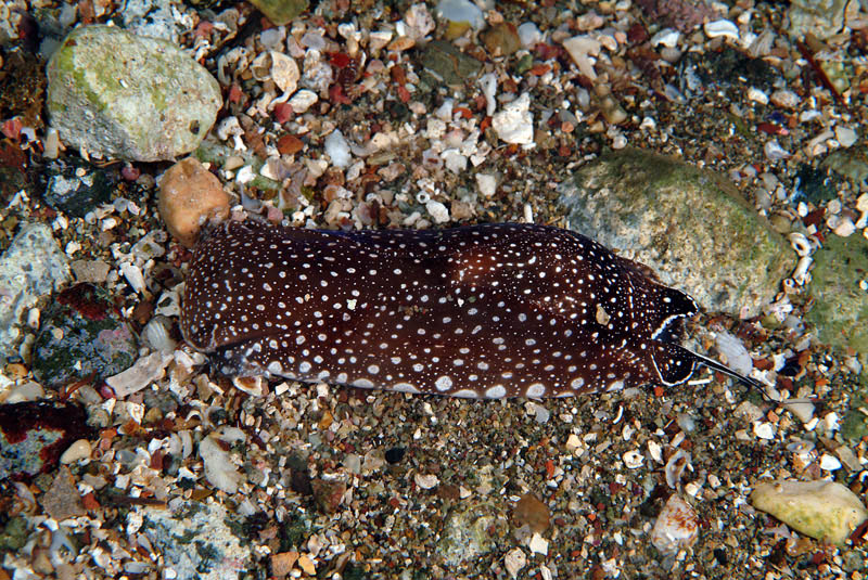 Aglaja tricolorata